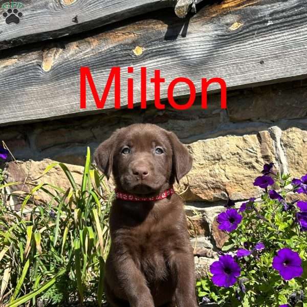 Milton, Chocolate Labrador Retriever Puppy